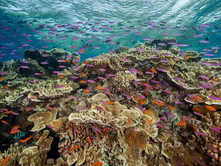 Zum Schutz der Meereslebewesen haben sich Dutzende Staaten auch verpflichtet, mehr gegen Lärmbelästigung im Ozean zu tun. (Archivbild) - Foto: J. Sumerling/Great Barrier Reef Marine Park Authority/AP/dpa