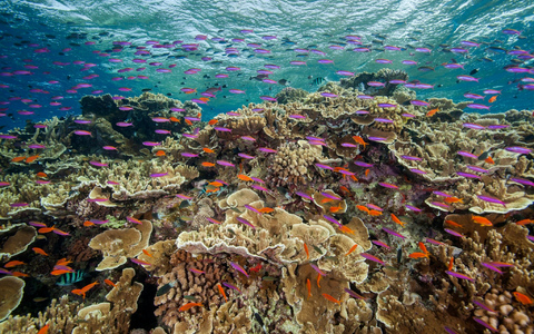 Zum Schutz der Meereslebewesen haben sich Dutzende Staaten auch verpflichtet, mehr gegen Lärmbelästigung im Ozean zu tun. (Archivbild) - Foto: J. Sumerling/Great Barrier Reef Marine Park Authority/AP/dpa