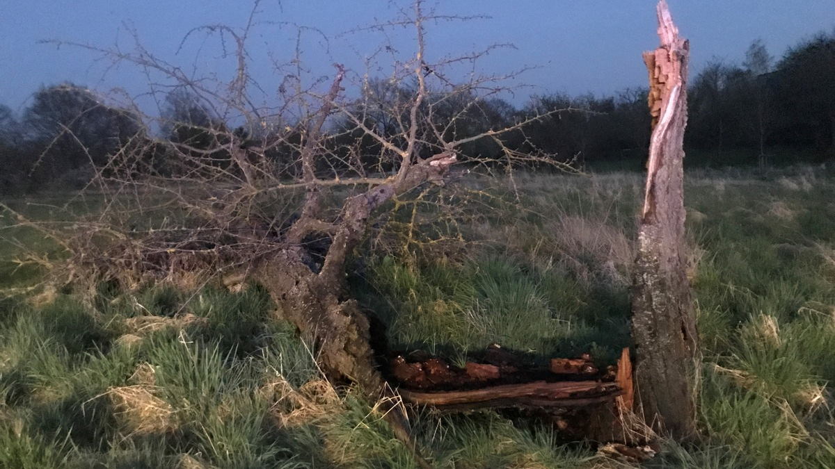 POL-BO: Baum fällt auf fahrenden Pkw - Foto: presseportal.de