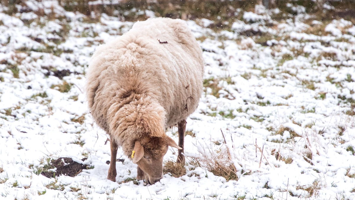 Schlittenfahren im Schanzenpark in Hamburg. - Foto: Daniel Bockwoldt/dpa