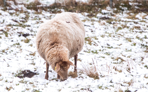 Schlittenfahren im Schanzenpark in Hamburg. - Foto: Daniel Bockwoldt/dpa