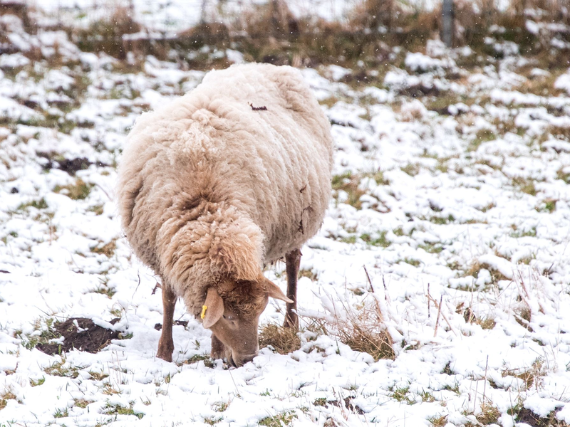 Schlittenfahren im Schanzenpark in Hamburg. - Foto: Daniel Bockwoldt/dpa