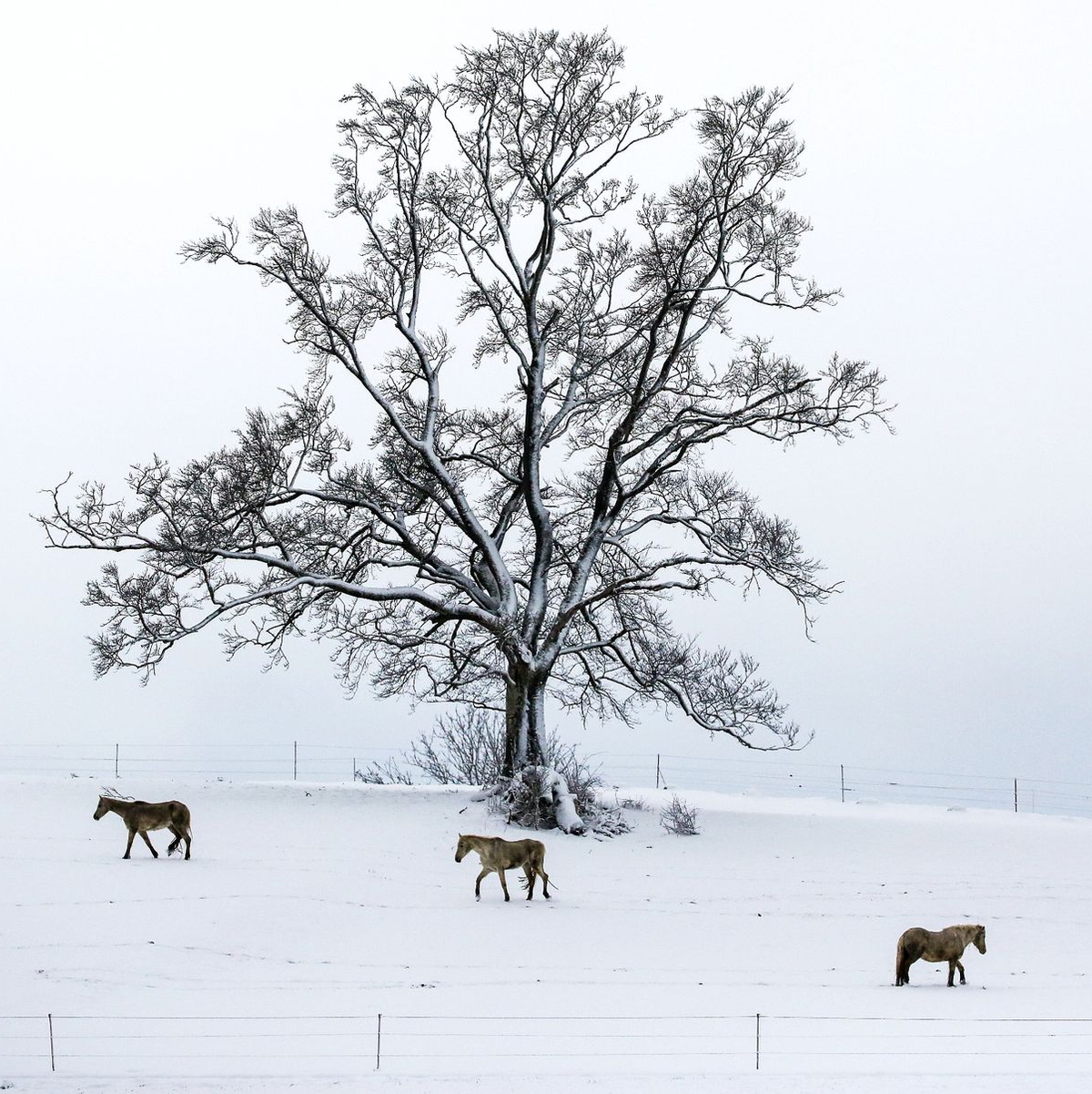 Ein Räumfahrzeug des Winterdienstes ist in Baden-Württemberg im Einsatz. In Schleswig-Holstein und Niedersachsen kam es wegen Streiks hingegen zu Einschränkungen. - Foto: Thomas Warnack/dpa