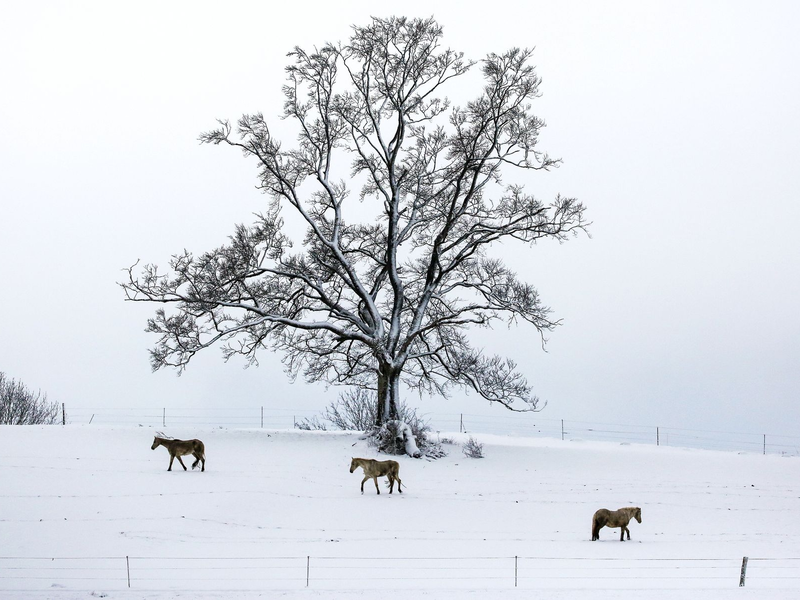 Ein Räumfahrzeug des Winterdienstes ist in Baden-Württemberg im Einsatz. In Schleswig-Holstein und Niedersachsen kam es wegen Streiks hingegen zu Einschränkungen. - Foto: Thomas Warnack/dpa