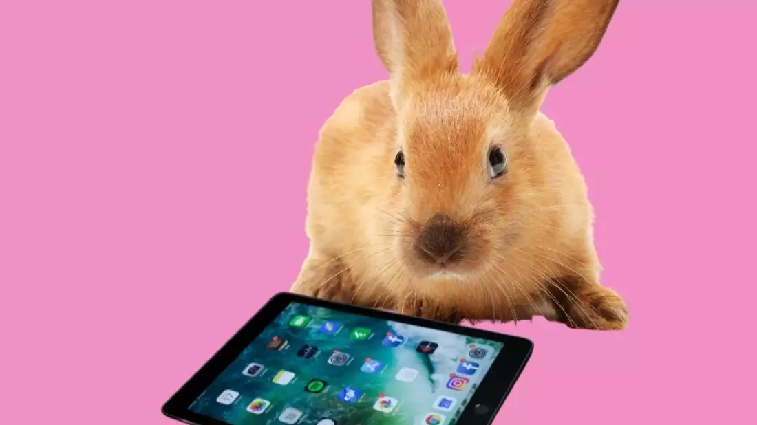 POL-PPKO: Happy End - Verirrter Osterhase von der B9 wieder zu Hause - Bild: presseportal.de