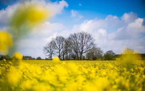 Eine Ente ist auf einem See in Braunschweig festgefroren. (Symbolbild)  - Foto: Sina Schuldt/dpa