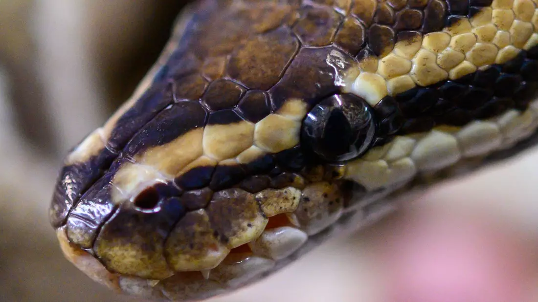 Ein Mann wollte 47 Pythons in Indien einschmuggeln (Archivbild). - Bild: Christophe Gateau/dpa