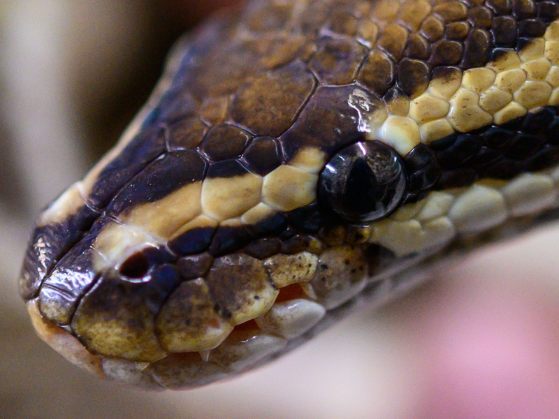 Eine Königspython im NABU-Artenschutzzentrum Leiferde in Niedersachsen. - Foto: Christophe Gateau/dpa