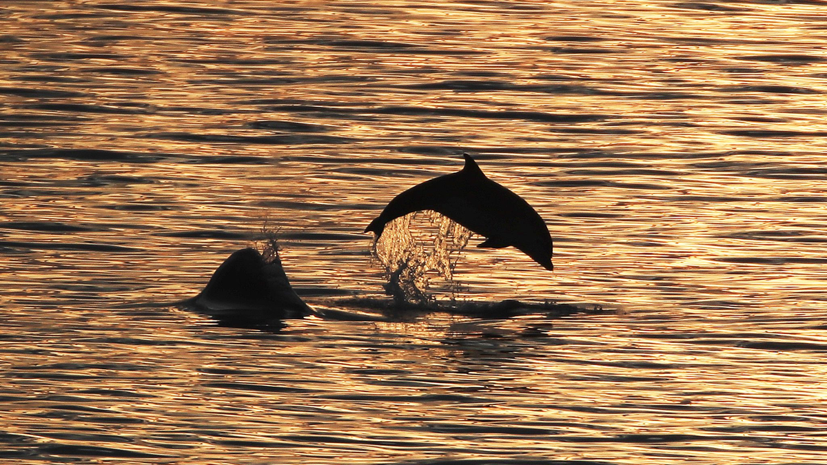 Die Ausbeutung von Delfinen und Kleinwalen hat in den letzten Jahren weiter zugenommen. - Foto: Owen Humphreys/PA Wire/dpa