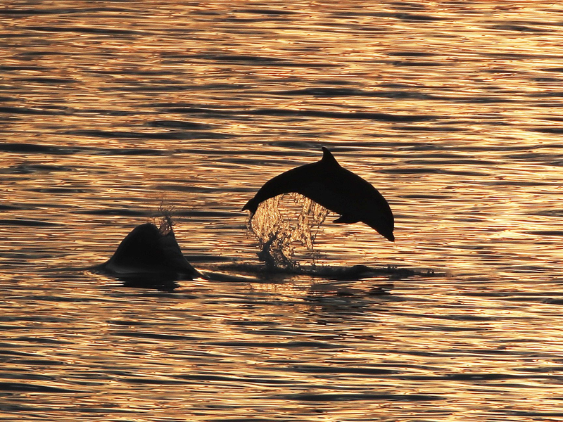 Die Ausbeutung von Delfinen und Kleinwalen hat in den letzten Jahren weiter zugenommen. - Foto: Owen Humphreys/PA Wire/dpa