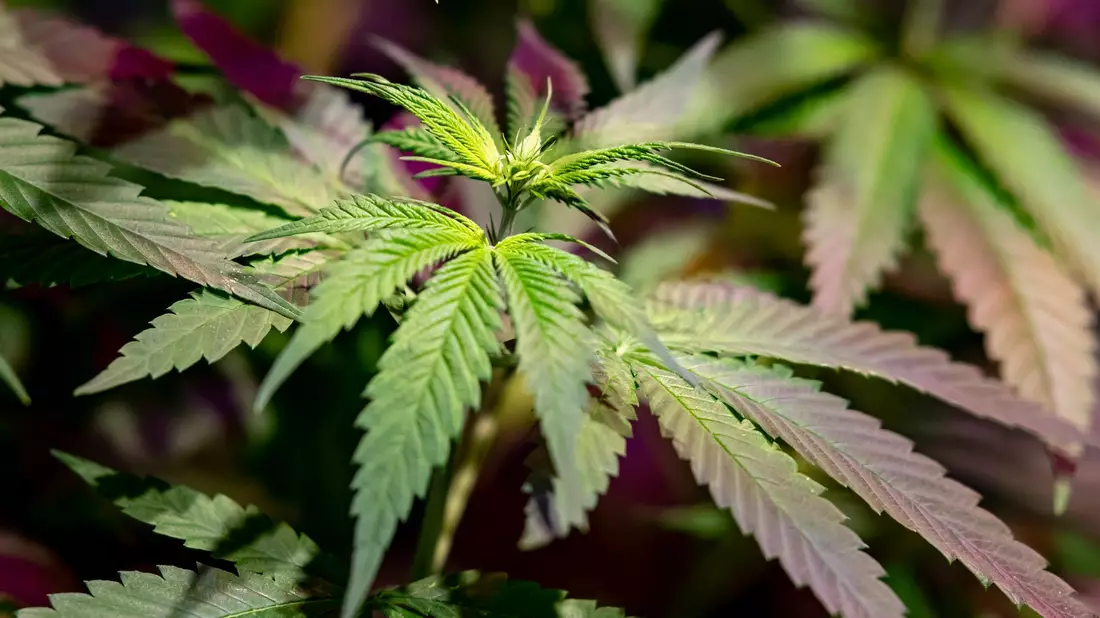 Cannabiskonsum - hier ein Joint - mit Hilfe der Apotheke findet nicht nur aus medizinischen Gründen statt. (Illustration)  - Bild: Fabian Sommer/dpa