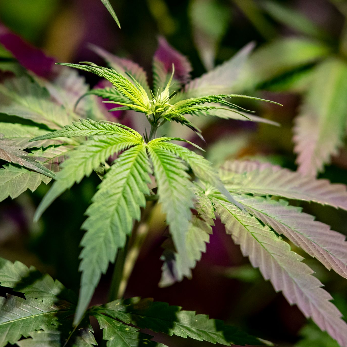 Der Richterbund warnt vor einer Überlastung der Justiz infolge der Cannabis-Legalisierung. - Foto: Fabian Sommer/dpa