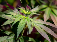 Der Richterbund warnt vor einer Überlastung der Justiz infolge der Cannabis-Legalisierung. - Foto: Fabian Sommer/dpa