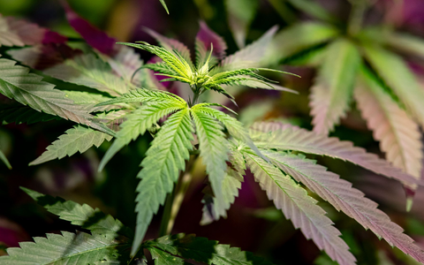 Cannabis am Steuer kann künftig teuer werden. - Foto: Fabian Sommer/dpa