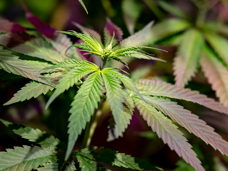 Der Richterbund warnt vor einer Überlastung der Justiz infolge der Cannabis-Legalisierung. - Foto: Fabian Sommer/dpa