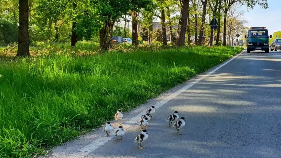 POL-KI: 260624.1 Kiel: Sieben Gänse und ein gestiefelter Kater - Bild: presseportal.de