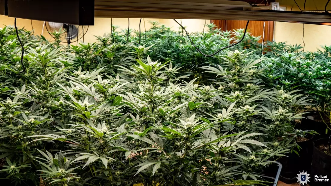 POL-BO: Polizei entdeckt Cannabis-Plantage - Sechs Tatverdächtige in U-Haft - Bild: presseportal.de
