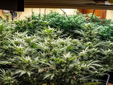 POL-BO: Polizei entdeckt Cannabis-Plantage - Sechs Tatverdächtige in U-Haft - Foto: presseportal.de