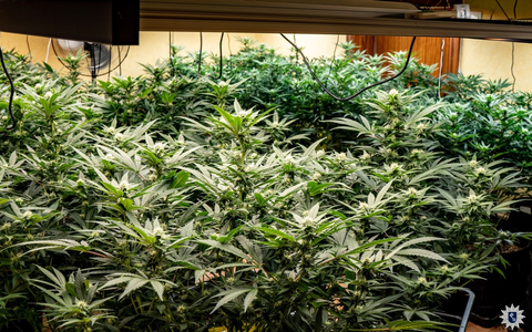 POL-BO: Polizei entdeckt Cannabis-Plantage - Sechs Tatverdächtige in U-Haft - Foto: presseportal.de