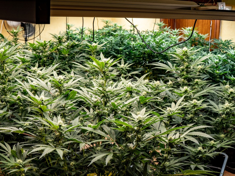 POL-BO: Polizei entdeckt Cannabis-Plantage - Sechs Tatverdächtige in U-Haft - Foto: presseportal.de