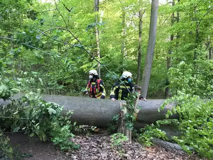POL-BO: O Tannebaum, o Tannebaum?! - Foto: presseportal.de