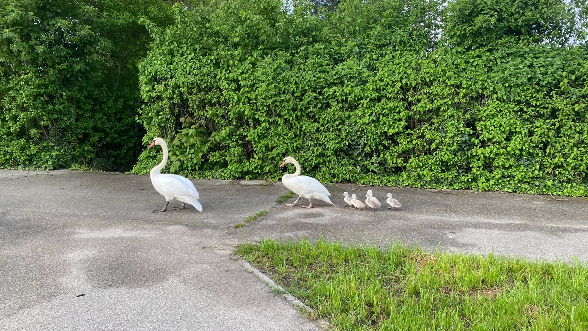 POL-PDLU: Speyer - Schwanenwanderung - Foto: presseportal.de