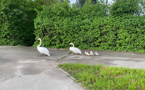 POL-PDLU: Speyer - Schwanenwanderung - Foto: presseportal.de