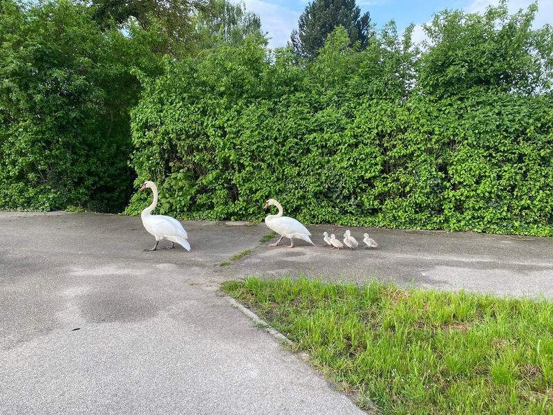 POL-PDLU: Speyer - Schwanenwanderung - Foto: presseportal.de