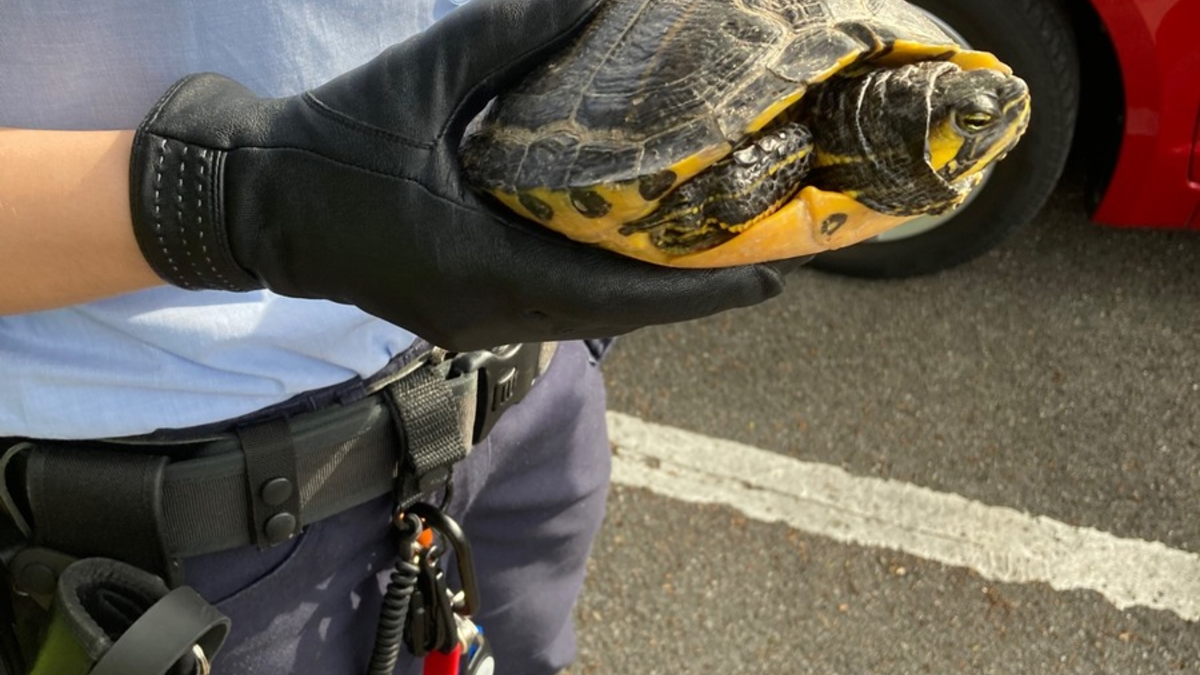 POL-DEL: Landkreis Wesermarsch: Schildkröte in Brake gefunden - Foto: presseportal.de