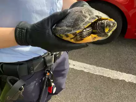 POL-PDKH: Nachbarschaftsstreit auf Grund der Urlaubsbetreuung einer Schildkröte - Foto: presseportal.de