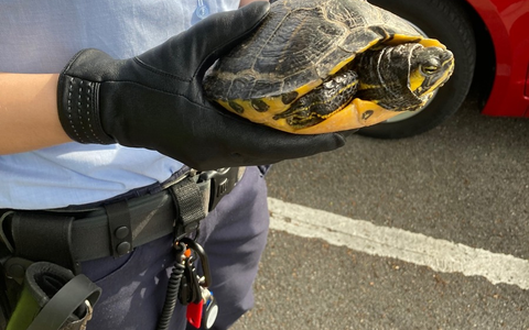 POL-DA: Ober-Ramstadt: Schildkröte gerettet / Besitzer weiterhin gesucht - Foto: presseportal.de