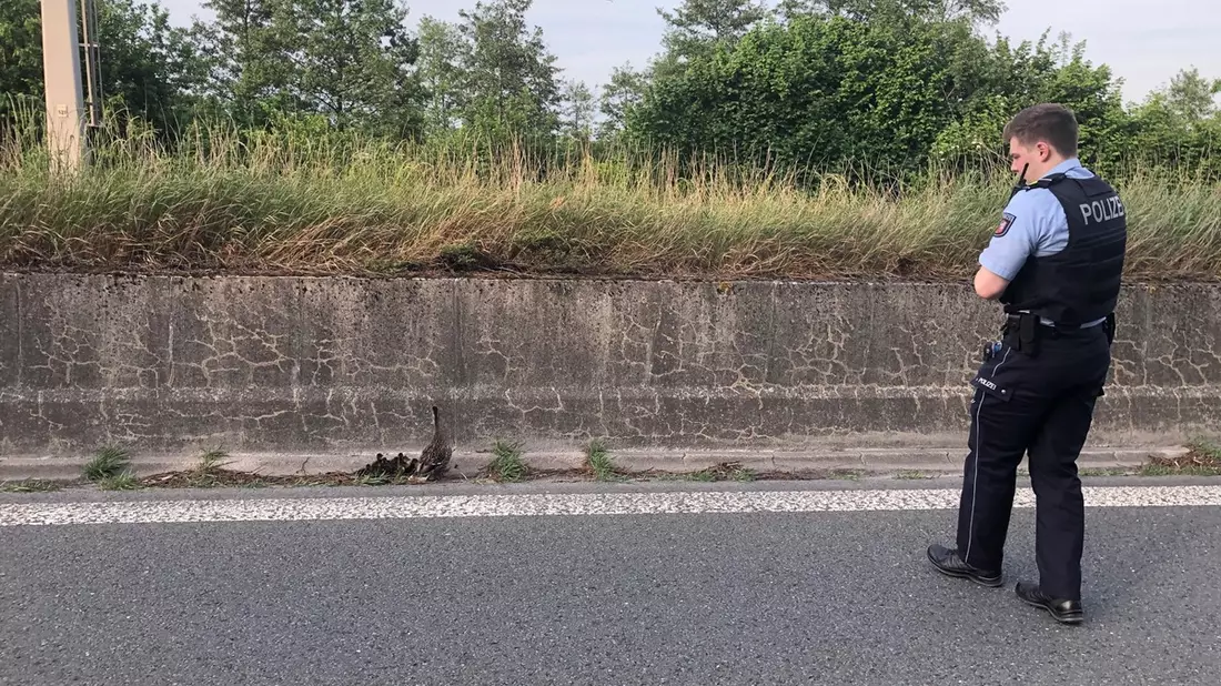 POL-MK: Enten gerettet - Bild: presseportal.de