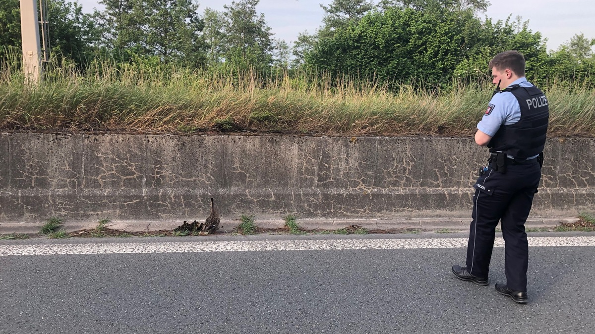 POL-MK: Enten gerettet - Foto: presseportal.de