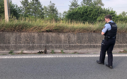 POL-MK: Enten gerettet - Foto: presseportal.de