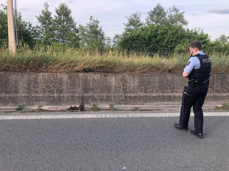 POL-MK: Enten gerettet - Foto: presseportal.de