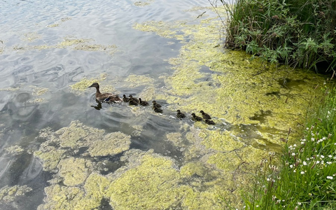 FW-EN: Drei Tierrettungen für die Feuerwehr - Katze klemmt in Fenster - Entenmutter brütet auf Balkon - Foto: presseportal.de