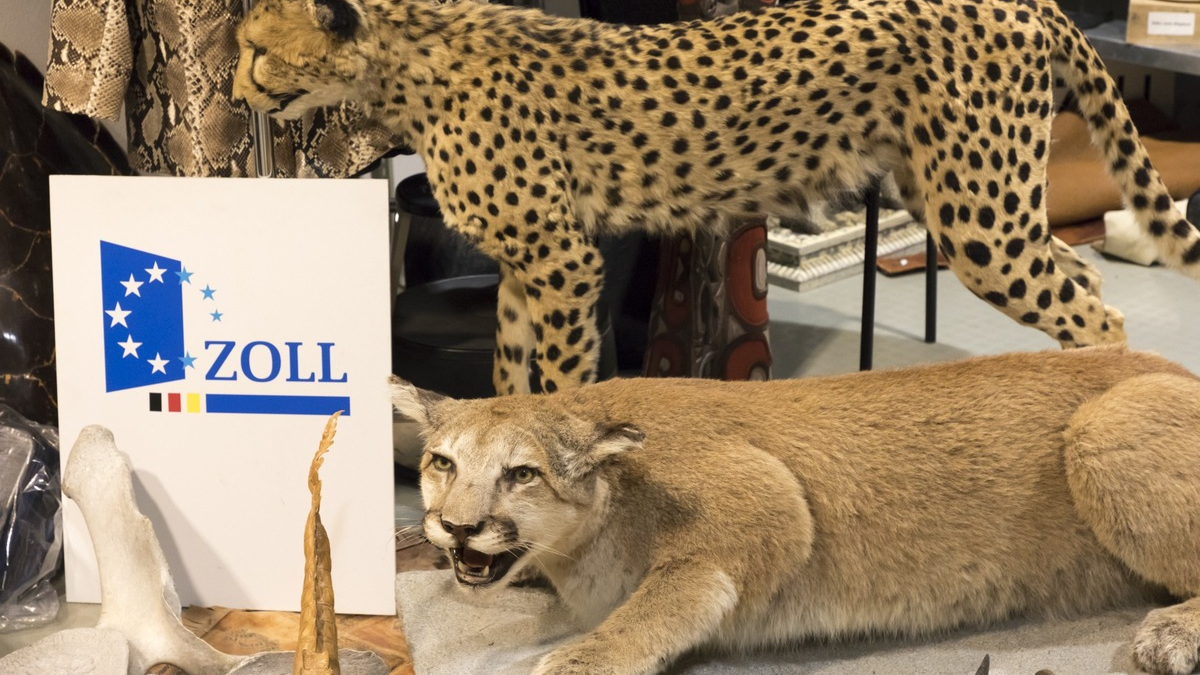 HZA-MD: 3. März 2026: Tag des Artenschutzes / Zoll hilft bedrohte Tiere und Pflanzen zu schützen - Foto: presseportal.de