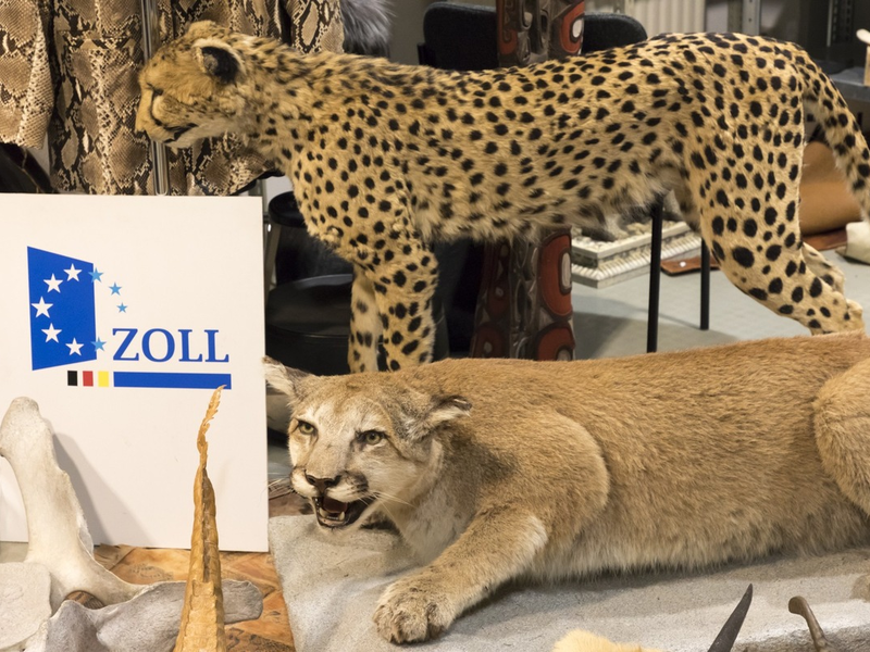 HZA-MD: 3. März 2026: Tag des Artenschutzes / Zoll hilft bedrohte Tiere und Pflanzen zu schützen - Foto: presseportal.de