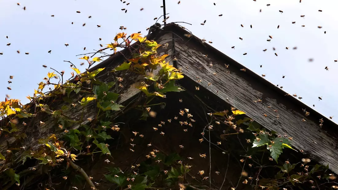 Bienen umschwirren den Giebel eines mit Zierwein bewachsenen Wohnhauses. - Bild: Karl-Josef Hildenbrand/dpa