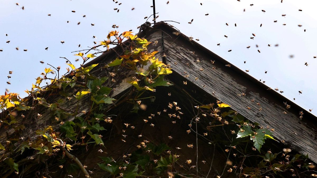 Bienen umschwirren den Giebel eines mit Zierwein bewachsenen Wohnhauses. - Foto: Karl-Josef Hildenbrand/dpa