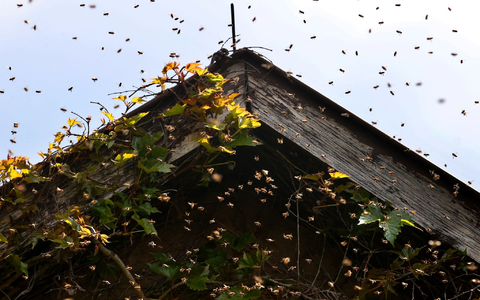 Bienen umschwirren den Giebel eines mit Zierwein bewachsenen Wohnhauses. - Foto: Karl-Josef Hildenbrand/dpa