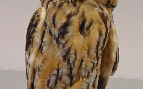 POL-HA: Eule aus Netz gerettet - Foto: presseportal.de