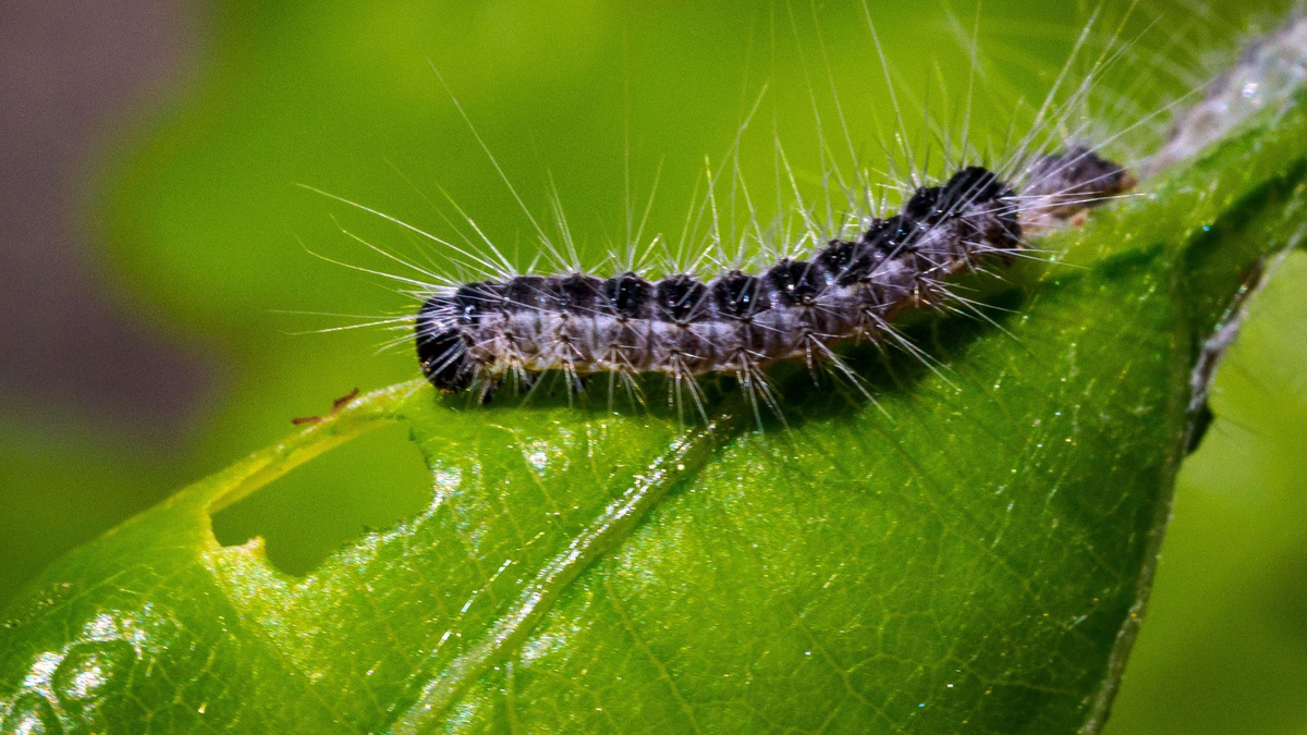 Früher vor allem eher in aufgelichteten Wäldern oder Randlagen zu finden, heute auch in der Fläche vertreten: der Eichenprozessionsspinner. - Foto: Soeren Stache/dpa
