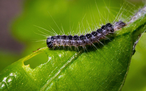 Früher vor allem eher in aufgelichteten Wäldern oder Randlagen zu finden, heute auch in der Fläche vertreten: der Eichenprozessionsspinner. - Foto: Soeren Stache/dpa
