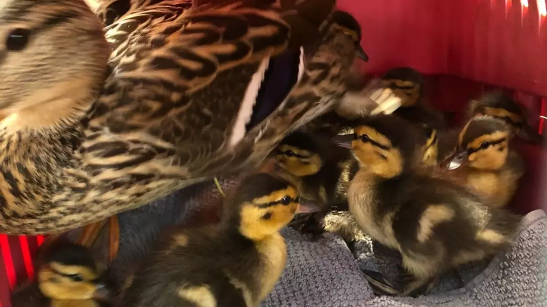 POL-OS: Osnabrück: Tierischer Einsatz- Polizei und Feuerwehr rettet Entenfamilie - Bild: presseportal.de