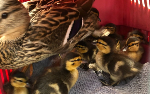 POL-OS: Osnabrück: Tierischer Einsatz- Polizei und Feuerwehr rettet Entenfamilie - Foto: presseportal.de POL-OS: Osnabrück: Tierischer Einsatz- Polizei und Feuerwehr rettet Entenfamilie - Foto: presseportal.de