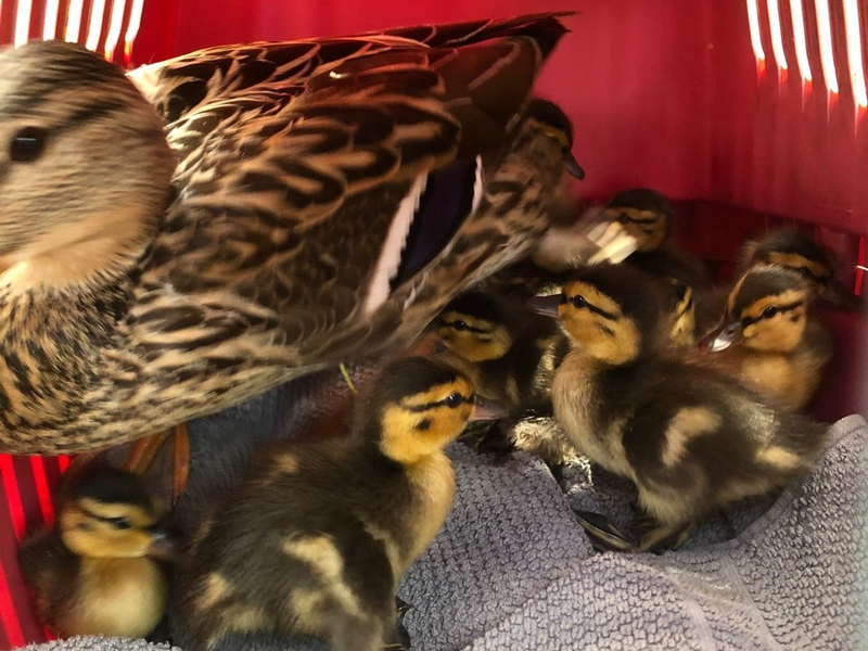 POL-OS: Osnabrück: Tierischer Einsatz- Polizei und Feuerwehr rettet Entenfamilie - Foto: presseportal.de