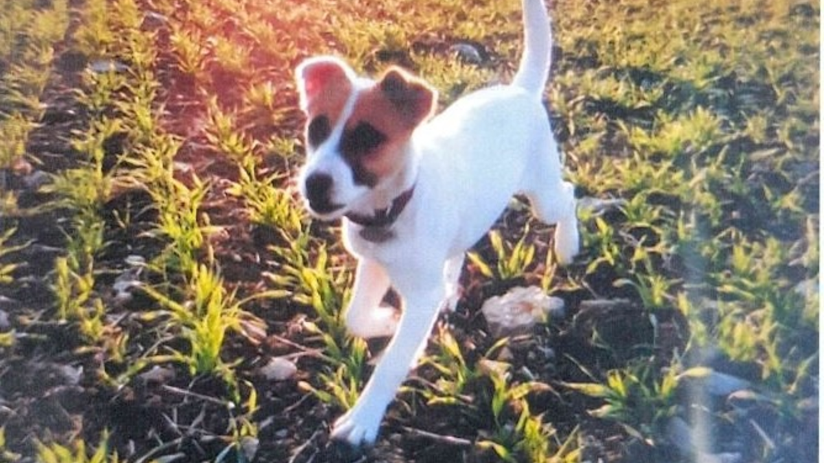 POL-PDLU: Inobhutnahme eines Hundes - Foto: presseportal.de