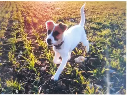 POL-PDMZ: Adleraugen finden vermissten Hund - Foto: presseportal.de