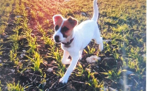 LPI-SLF: Besitzer von Fundhündin gesucht - Foto: presseportal.de